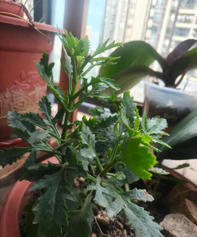 家庭养花用生根粉