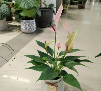 家庭养花用生根粉