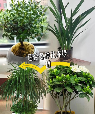 家庭养花用生根粉