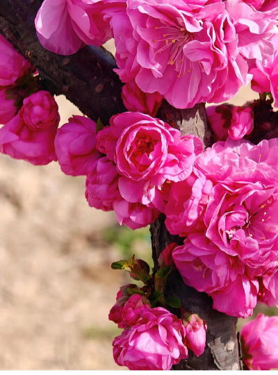 榆梅什么季节开花