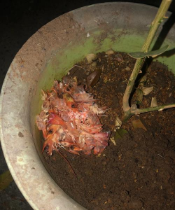 家庭养花用生根粉