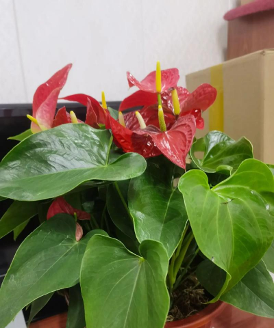 家庭养花用生根粉