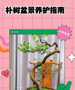 怎样制作朴树盆景