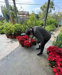 家庭养花用生根粉