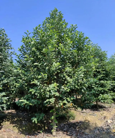 深山含笑有什么特点