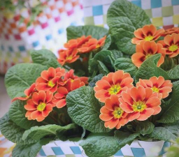 哪些家养花早春开花