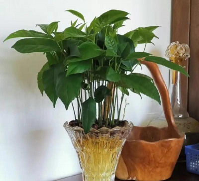 家庭养花用生根粉