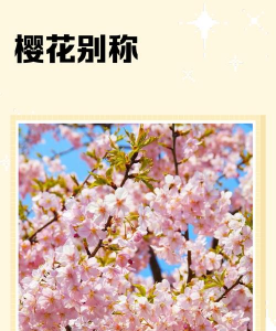 晚樱花语是什么