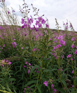 柳兰花是什么花