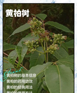 什么黄柏叶养花最好
