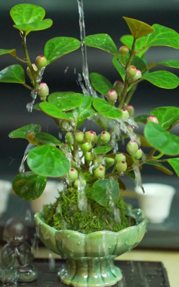 家庭养花用生根粉