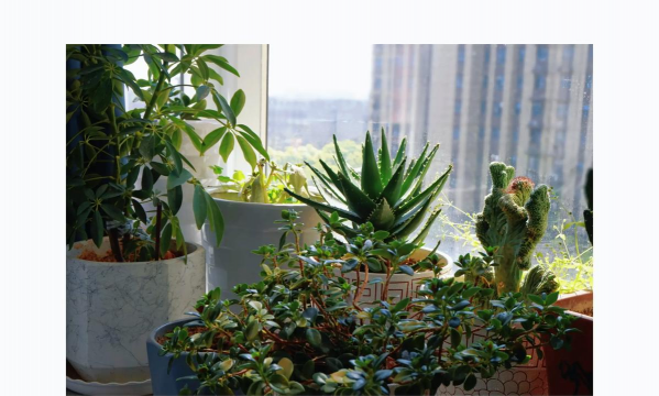 家庭养花用生根粉