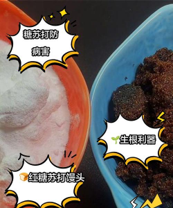 家庭养花用生根粉