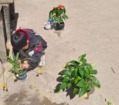 家庭养花用生根粉