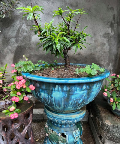 家庭养花用生根粉