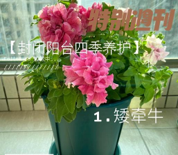 家庭养花用生根粉