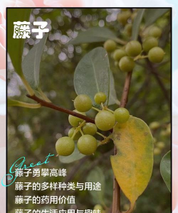 什么藤子可作饲料养花