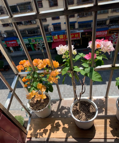 家庭养花用生根粉