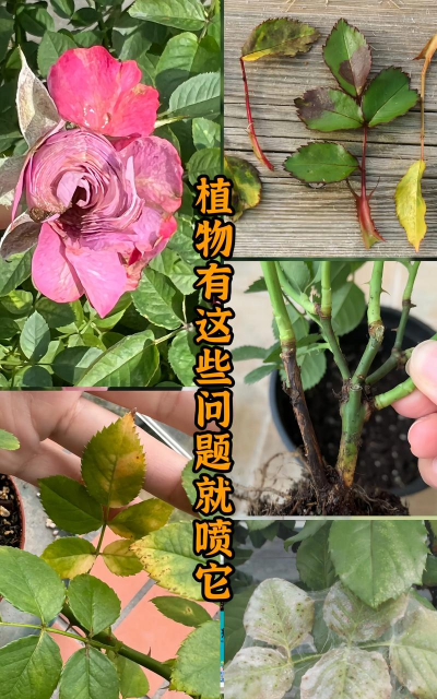 家庭养花用生根粉