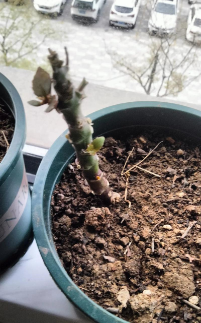 家庭养花用生根粉