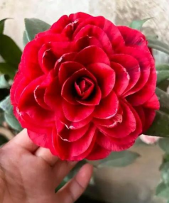 红叶养花奶奶怎么养活