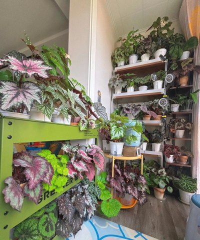 家庭养花用生根粉