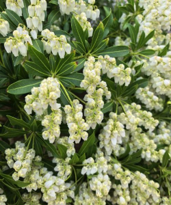 泡木可以养花吗