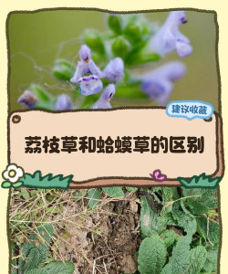 荔枝草怎么区分