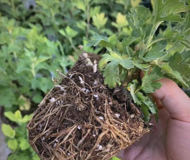 家庭养花用生根粉