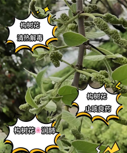 构树籽怎么养花