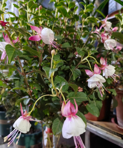 家庭养花用生根粉