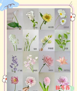 养花的花名的含义