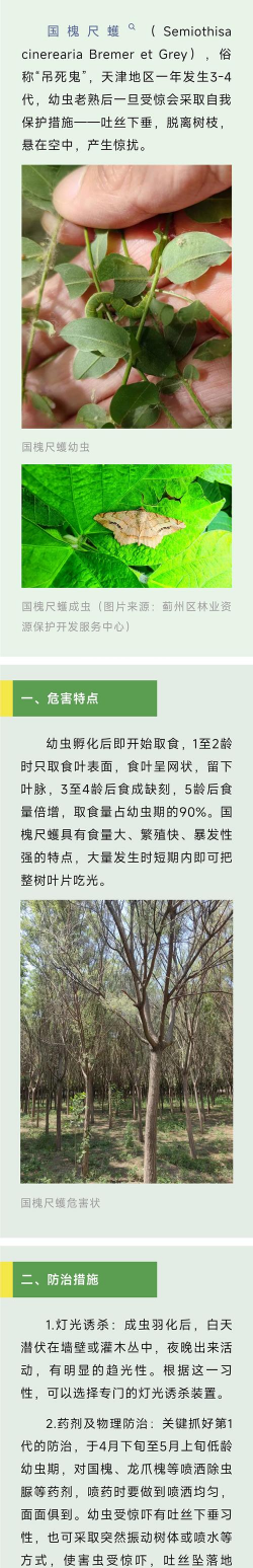 国槐尺蠖什么药防止