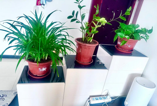 家庭养花用生根粉