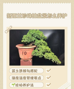 珍珠柏怎么修剪