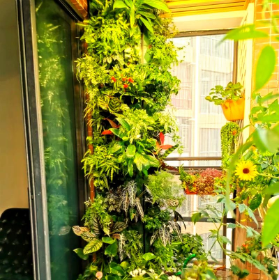 家庭养花用生根粉