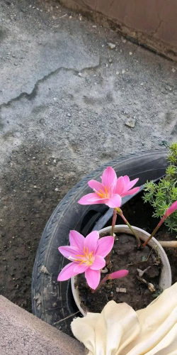 西南西北能养花吗