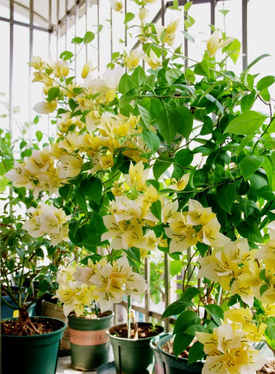 家庭养花用生根粉