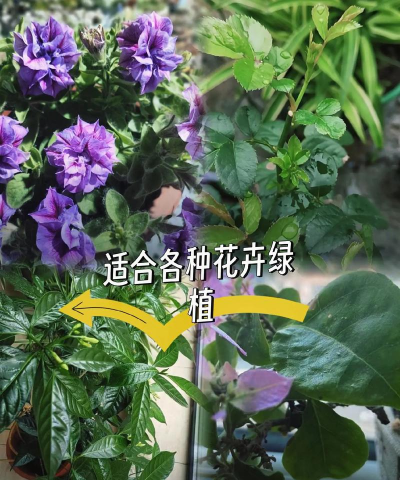 家庭养花用生根粉