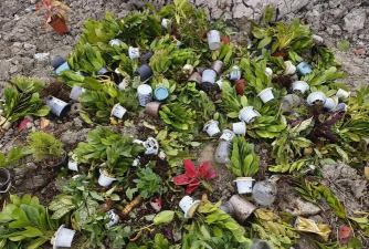 家庭养花用生根粉