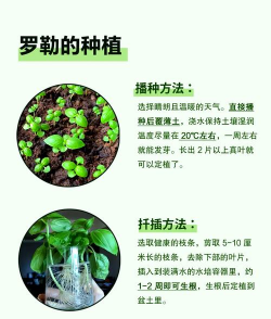 罗勒冬天怎么浇水