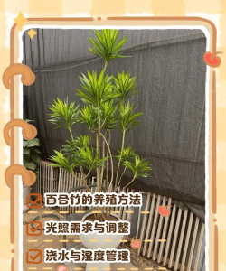 竹子如何在家里种植