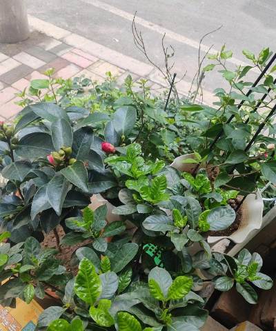 家庭养花用生根粉