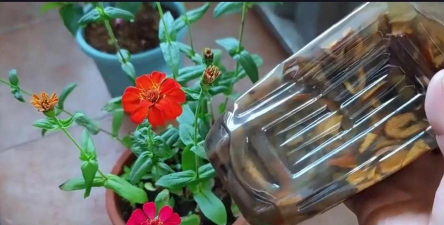 家庭养花用生根粉