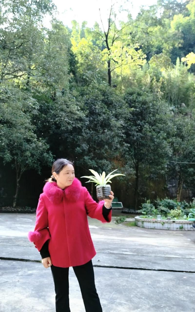 家庭养花用生根粉