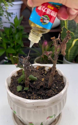 家庭养花用生根粉