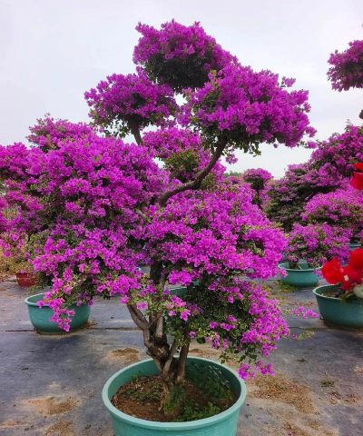 簕杜鹃怎么造型