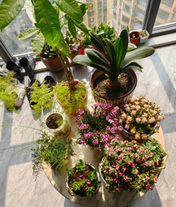 家庭养花用生根粉