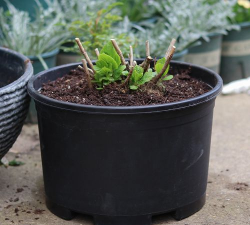 家庭养花用生根粉