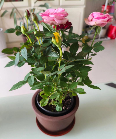 家庭养花用生根粉